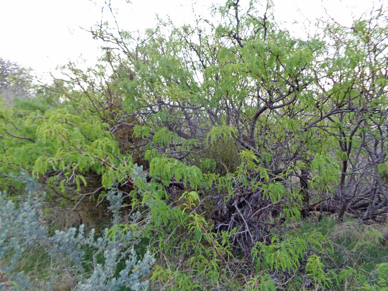 A screwbean mesquite Prosopis pubescens growing in St. George