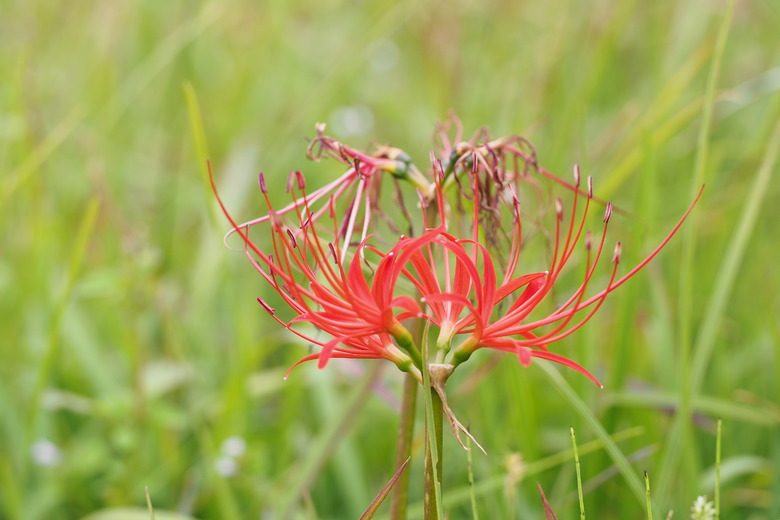 A close-up of the delicate flower from a red spider lily Lycoris radiata.