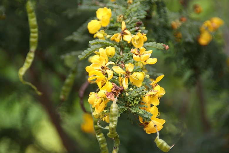Lovely yellow flowers of a desert cassia Senna polyphylla.