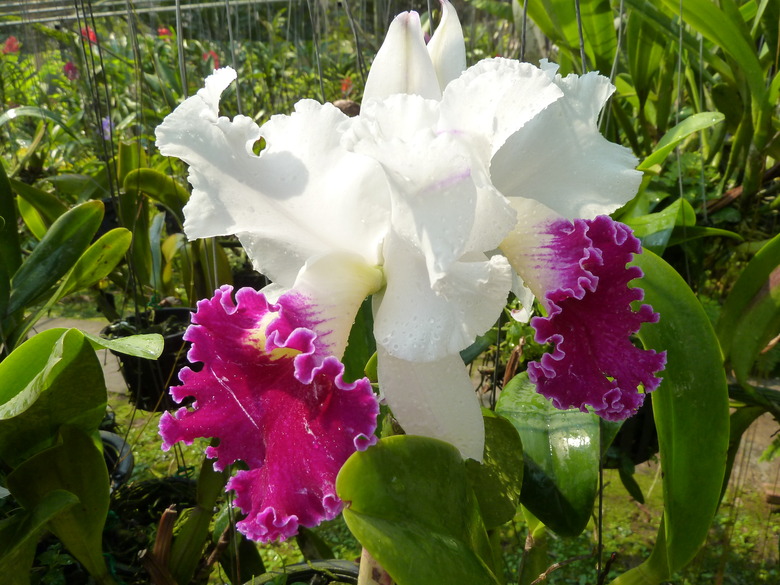 A white and magenta flower from a cattleya orchid cultivar.