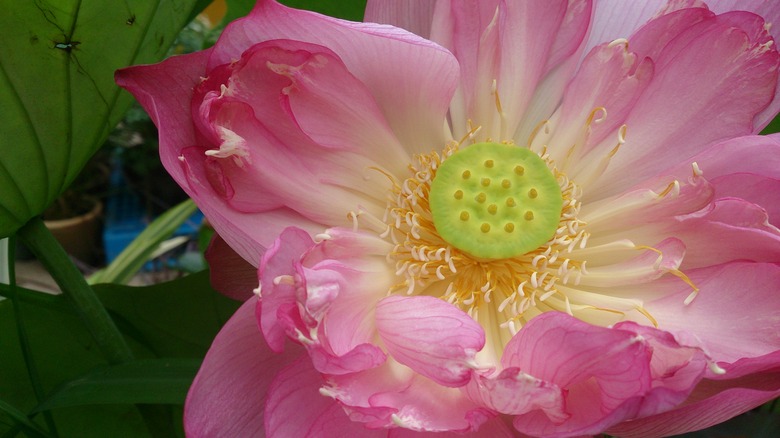 An extreme close-up of a pink and white lotus lotus Nelumbo nucifera flower.