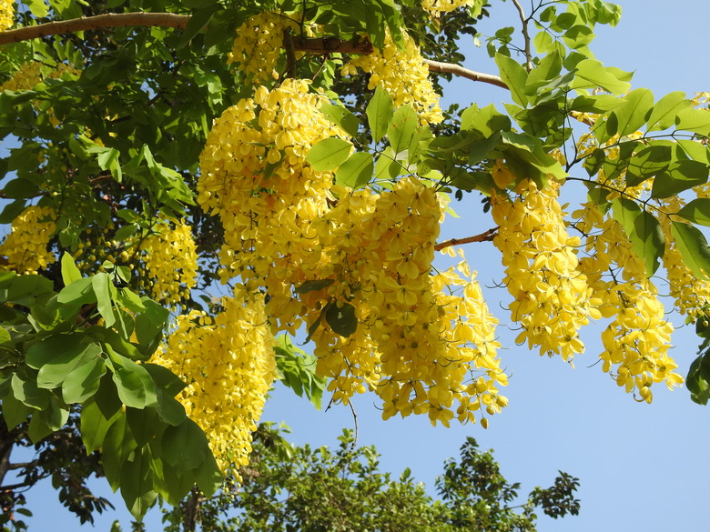 Yellow flowers hanging down from a royal tree Cassia fistula.