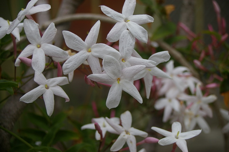 White common jasmine Jasminum officionale flowers in bloom.