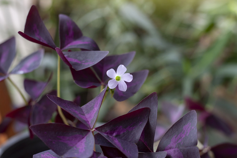 A purple shamrock Oxalis triangularis plant growing in a garden.
