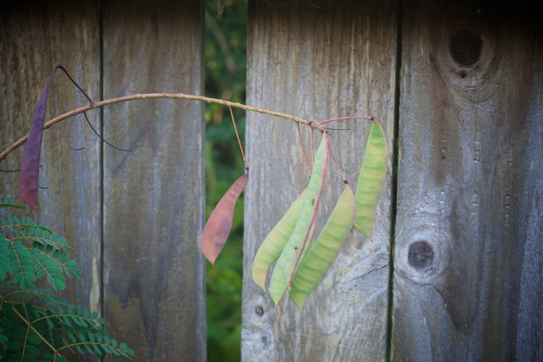 Seedpods on with a fence as a background.