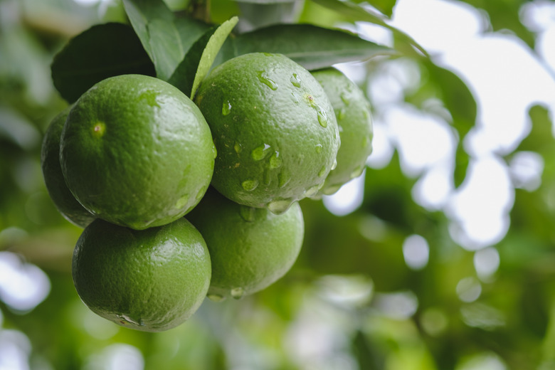 A close-up of healthy