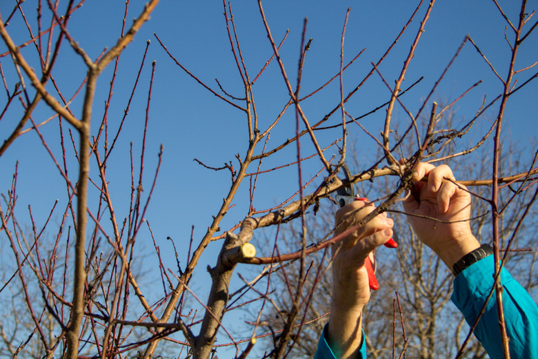 Two hands reaching up to prune a cutting off of a peach tree.