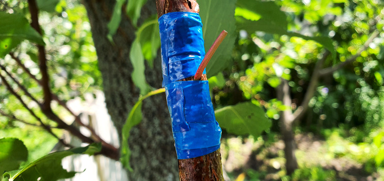 Blue grafting tape being used on a peach tree.