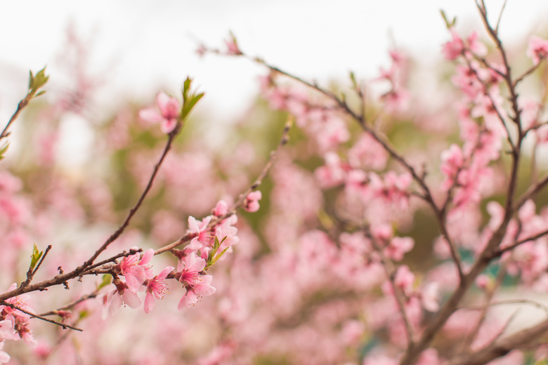 The pink flowers on peach trees blooming in the springtime.