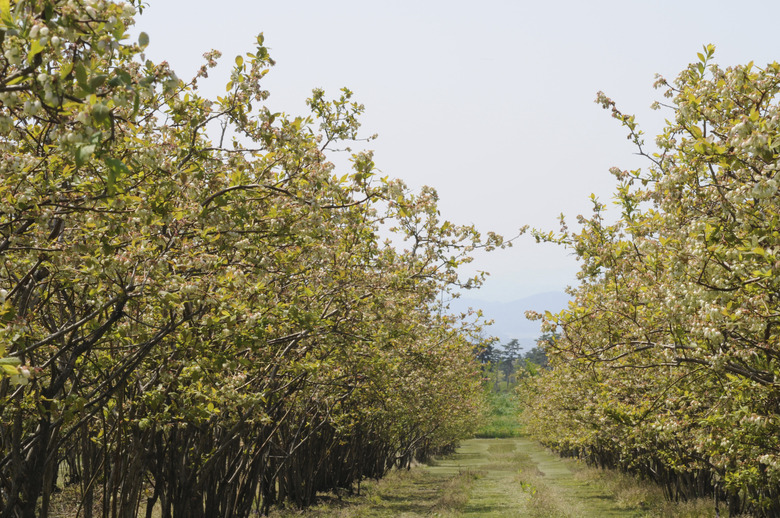 Oyama blueberry farm, Totori Prefecture, Honshu, Japan