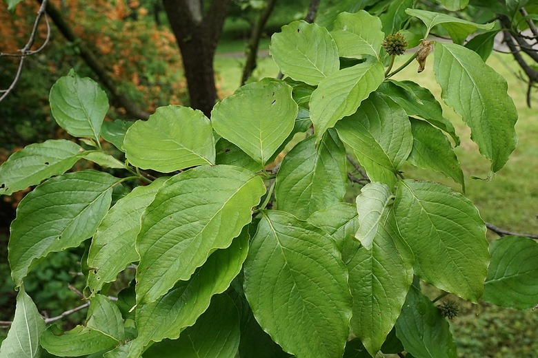 A close-up of the leaves of a flowering dogwood Cornus florida tree.