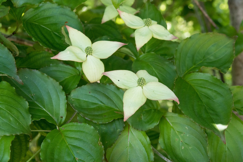 A close-up of the leaves and white bracts of Kousa dogwood Cornus kousa.