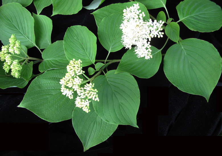 A close-up of some leaves and bracts of a pagoda dogwood Cornus alternifolia.