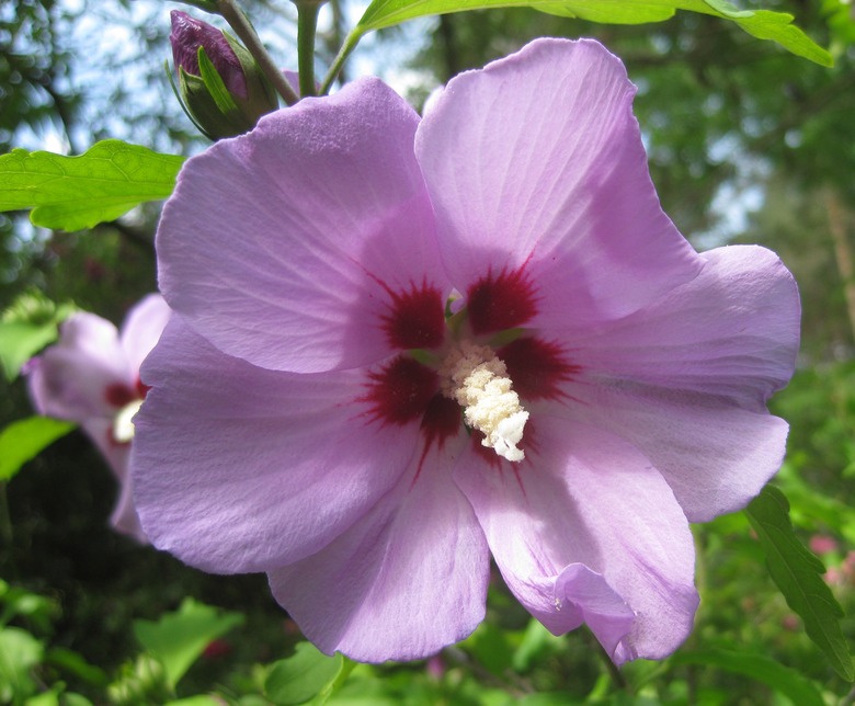 A light pink rose of Sharon Hibiscus syriacus flower with a deep red center.