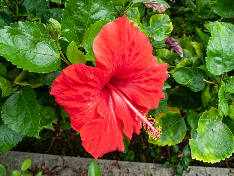 A gloriously red Chinese hibiscus Hibiscus rosa-sinensis flower in full bloom.