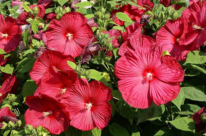A handful of bright red hardy hibiscus Hibiscus moscheutos flowers open to the sun.