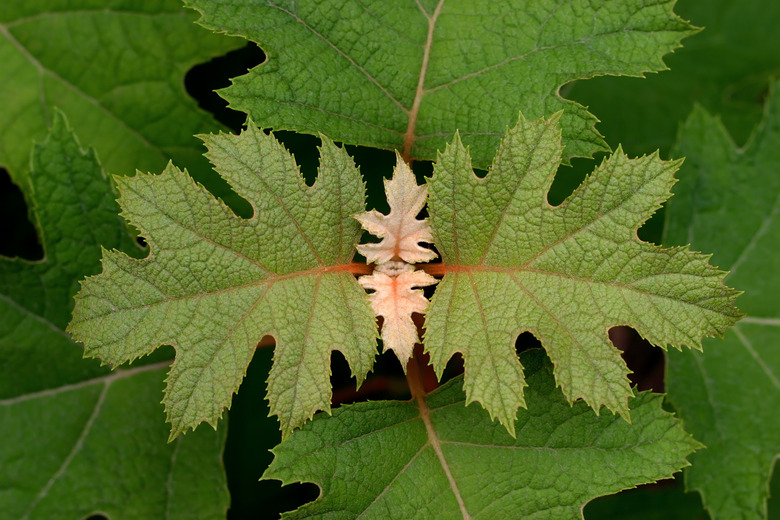 Oakleaf Hydrangea