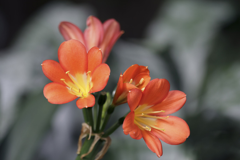 Star of Bethlehem