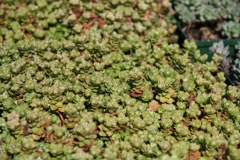 A close-up of some three-leaved stonecrop Sedum ternatum growing as groundcover.