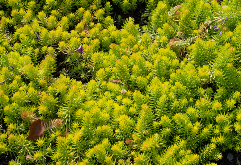 A close-up of some Angelina rocky stonecrop Sedum rupestre 'Angelina' growing as groundcover.