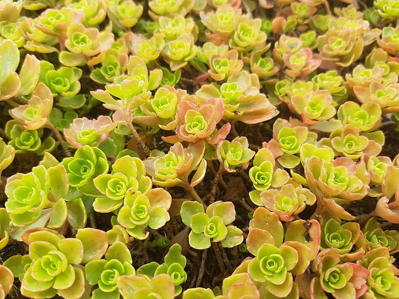 A close-up of some Caucasian stonecrop Sedum spurium being grown as a groundcover.