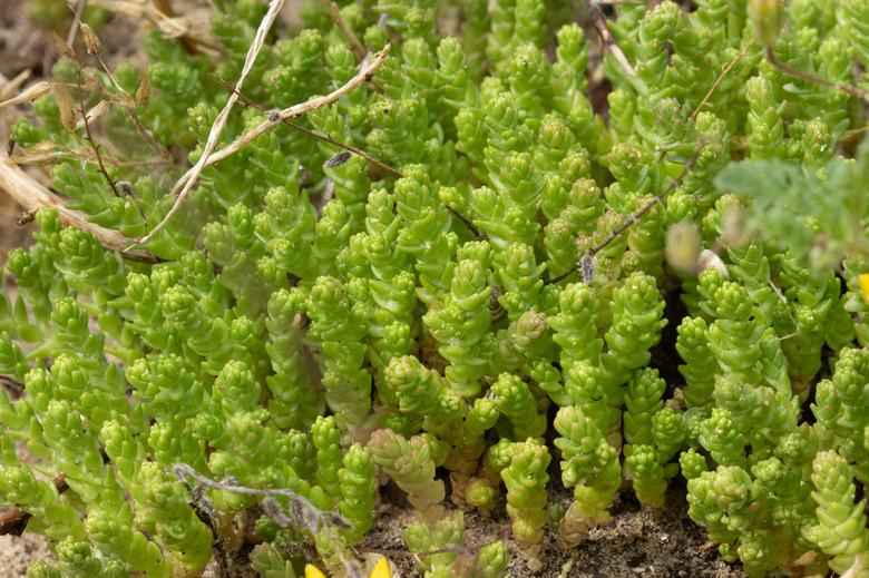 A close-up of some gold moss sedum Sedum acre growing as groundcover.