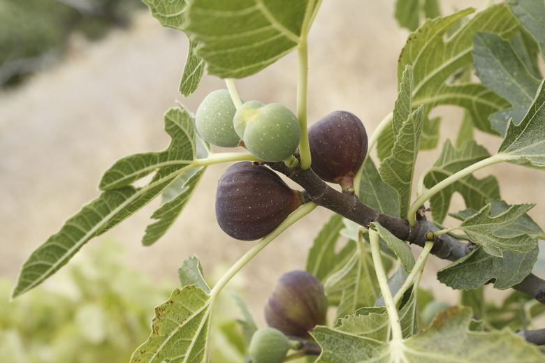 Figs