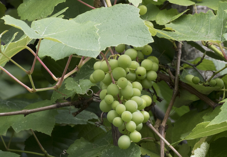 An Isabella grapevine Vitis labrusca thriving in Giresun