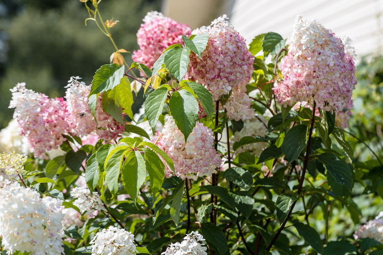 Some delightfully pink and white panicled hydrangea Hydrangea paniculata panicles.