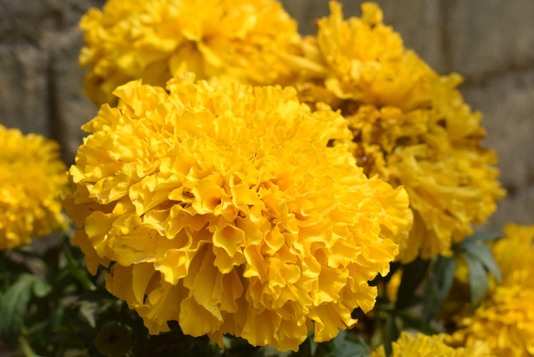 A close-up of a vibrantly yellow African marigold Tagetes erecta in full bloom.