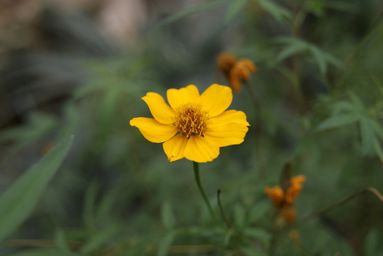A single yellow Mount Lemon marigold Tagetes lemmonii flower.