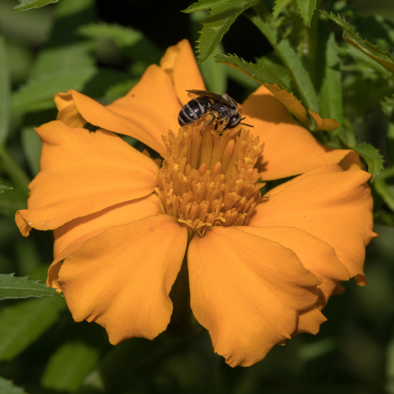 A wasp on an orange Mexican tarragon marigold Tagetes lucida flower.