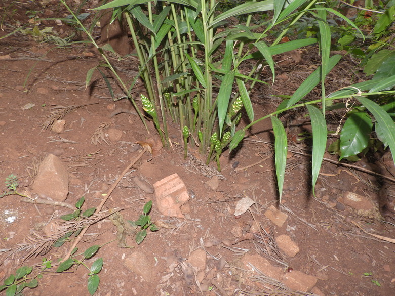 A healthy ginger plant Zingiber officinale.