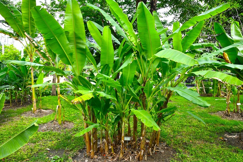 Banana cultivars in Queen Sirikit Park in Bangkok