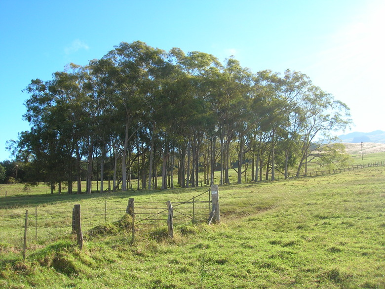 A group of lovely lemon-scented gum trees Eucalyptus citriodora growing together in Maui