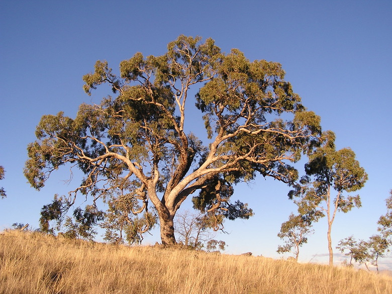 A majestic apple eucalyptus tree Eucalyptus bridgesiana in Australia.