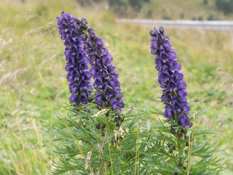 Three stalks of lovely purple monkshood Aconitum napellus sway in the wind.