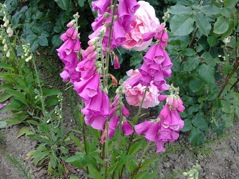 A great many pink and magenta foxglove Digitalis purpurea blooms.
