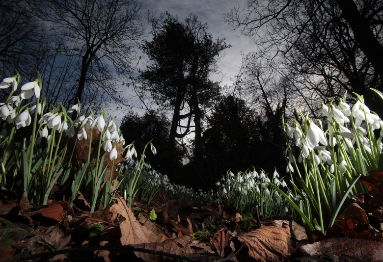 Snowdrops Emerge Early Due To Mild Temperatures