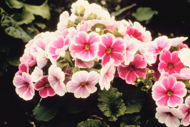 Blooming primrose