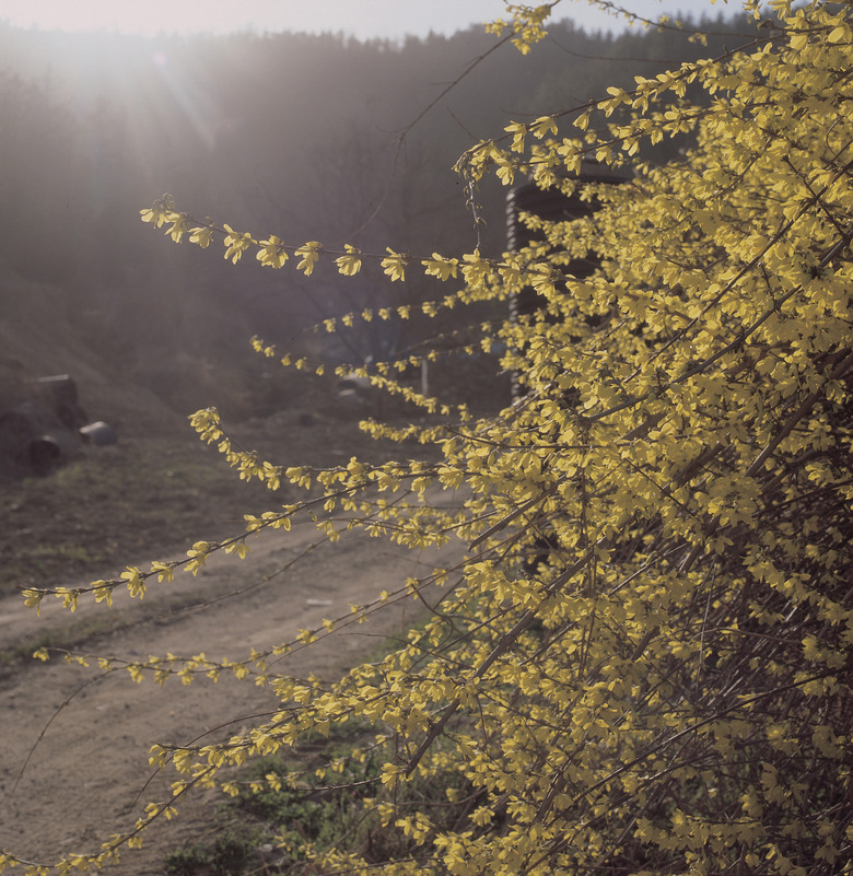 Blossoming forsythia on roadside