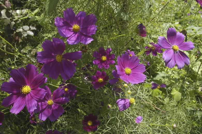 Purple pansies