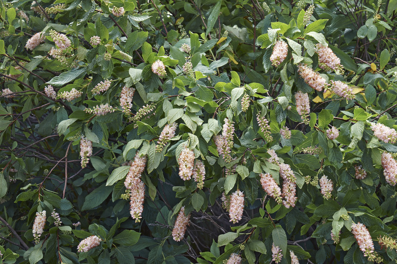 A close-up of summersweet Clethra alnifolia flowers bursting out of their shrub.