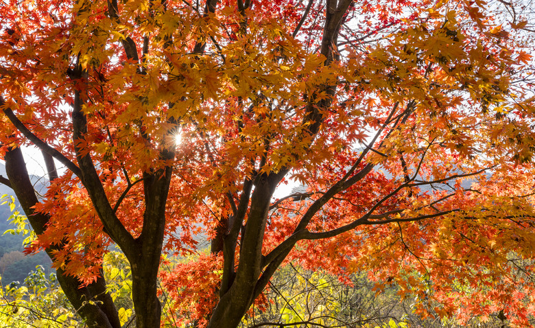 An upshot of a majestic red maple Acer rubrum with delightful orange and yellow leaves.