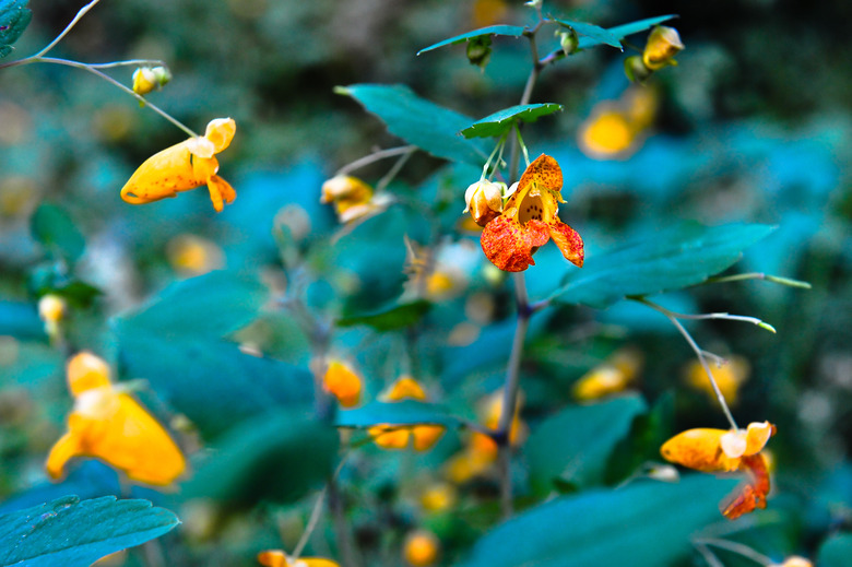 Orange jewelweed Impatiens capensis flowers growing in Fredericton