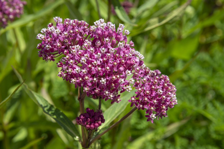 A close-up of the magenta and pink flowers of a swamp milkweed Asclepias incarnata.