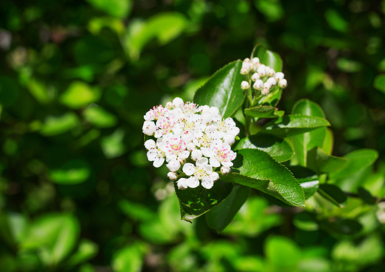 Branch of chokeberry flowers in the spring