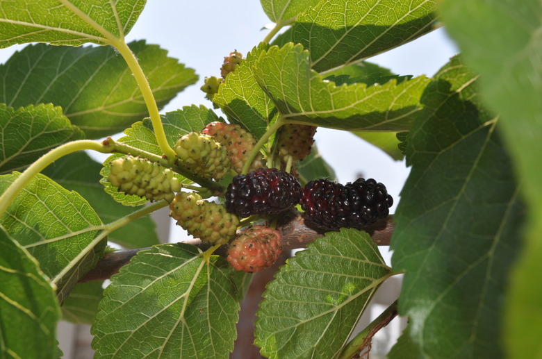 Mulberry with fruit and leaves on the tree
