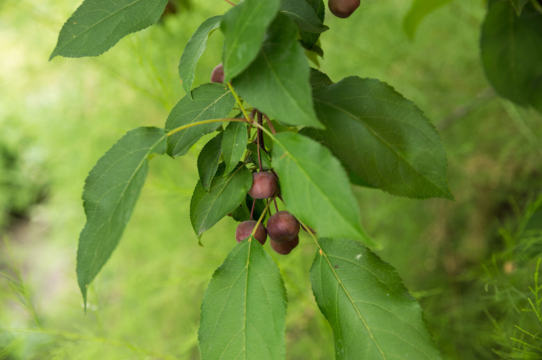 Small serviceberry on a branch