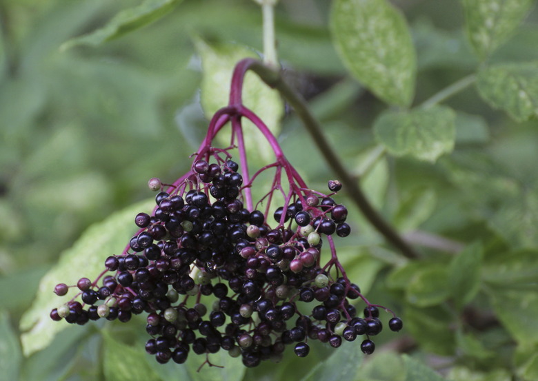 Cluster of berries on the black elder tree.